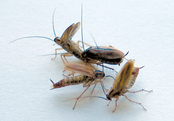 A female cockroach, at upper right, is courted by three males. After touching the female, the males raise their wings and expose a secretion on their back. In this image, the female has mounted the male on the left and is feeding on the secretion. Actual mating is the next step.